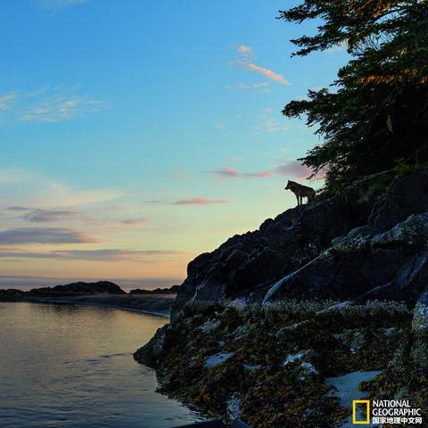 《超自然行动组》大熊捕捉攻略:高效捕获技巧揭秘 《超自然行动组》大熊捕捉攻略:高效捕获技巧揭秘