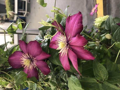 《鸣潮》刺玫菇高效攻略:轻松掌握战斗技巧 《鸣潮》刺玫菇高效攻略:轻松掌握战斗技巧