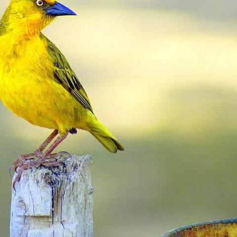 《闪电黄鸟首秀：揭秘《愤怒的小鸟》动画首集亮点》