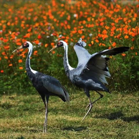 《灵魂面甲》大羊驼获取秘籍:独家攻略解锁方法 《灵魂面甲》大羊驼获取秘籍:独家攻略解锁方法