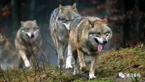 《饿狼传说群狼之城》安迪CG：揭秘群狼之城背后的故事