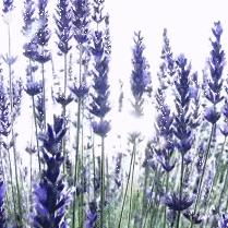 《第五人格》夏日狂欢节：庄园盛夏狂欢来袭！