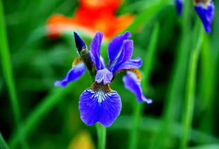 《出发吧麦芬》鸢尾蓝技能进化揭秘!蜕变形态大曝光 《出发吧麦芬》鸢尾蓝技能进化揭秘!蜕变形态大曝光