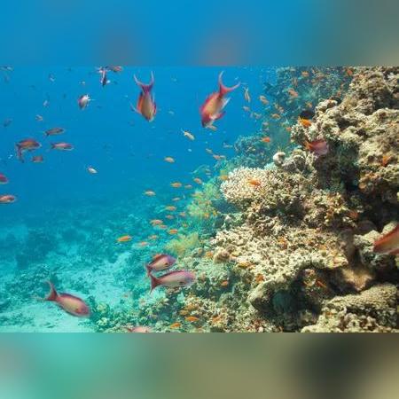 揭秘神奇海洋5.7答案大揭晓!2025年独家揭秘! 揭秘神奇海洋5.7答案大揭晓!2025年独家揭秘!