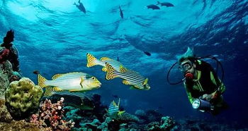 《戴夫潜水冰河速刷鲨鱼攻略》
《冰河探险家戴夫：高效捕鲸技巧揭秘》
《戴夫冰域捕鱼术：鲸鱼、大鱼速刷指南》
《冰河深海猎手戴夫：鲨鱼、鲸鱼刷怪秘籍》
《戴夫冰区速刷大鱼法：鲸鱼捕捞攻略》