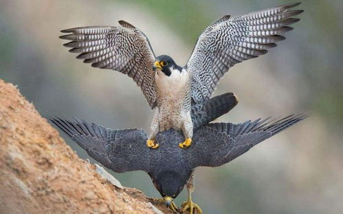 《心动小镇游隼神秘现踪,揭秘隐藏位置!》 《心动小镇游隼神秘现踪,揭秘隐藏位置!》