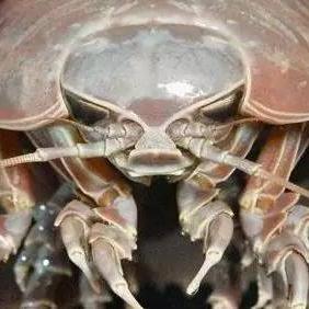 神奇海洋4月23日揭晓2025答案[多图]