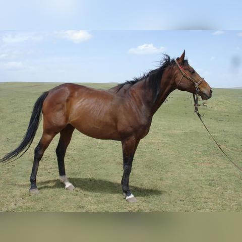 《植物大战僵尸杂交版》2.1新植物揭秘：奇花异草等你来挑战！