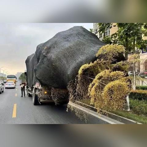 《钢铁猎手》编织者技能揭秘：掌握猎杀奥秘