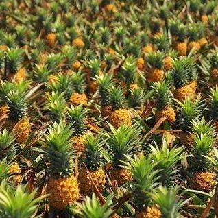 《孤独之海》剧情攻略:深度揭秘隐藏剧情与通关技巧 《孤独之海》剧情攻略:深度揭秘隐藏剧情与通关技巧