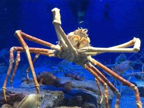 《戴夫潜水探宝:三星甘氏巨螯蟹捕捉攻略》 《戴夫潜水探宝:三星甘氏巨螯蟹捕捉攻略》