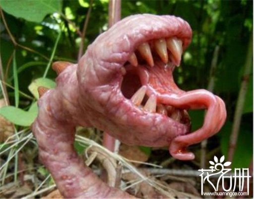 《盘点游戏里的惊悚奇花：野花吃人传说揭秘》