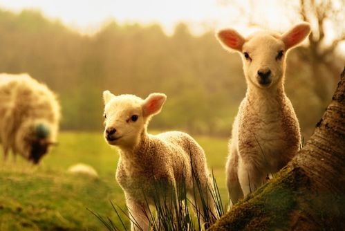 《黑羊》隐藏剧情解锁攻略:揭秘不为人知的秘密路径 《黑羊》隐藏剧情解锁攻略:揭秘不为人知的秘密路径