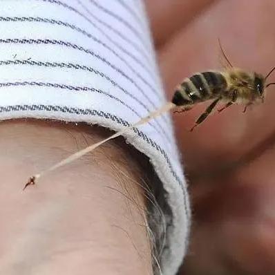 《猎人:荒野的呼唤》怒杀灰熊版2月16日Steam独占首曝 《猎人:荒野的呼唤》怒杀灰熊版2月16日Steam独占首曝