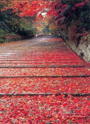 《剑星》拍照圣地揭秘:如梦如蝶美景尽收眼底 《剑星》拍照圣地揭秘:如梦如蝶美景尽收眼底