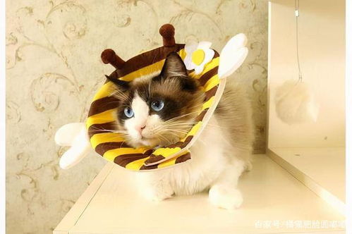 《猫咪与汤2》国服预约启动!探秘ChinaJoy魔法美食盛宴 《猫咪与汤2》国服预约启动!探秘ChinaJoy魔法美食盛宴