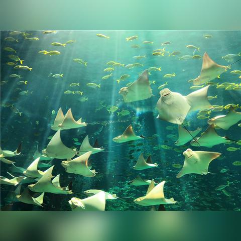 《鲨鱼宝宝》儿歌改编游戏！畅游歌唱派对，快来加入！