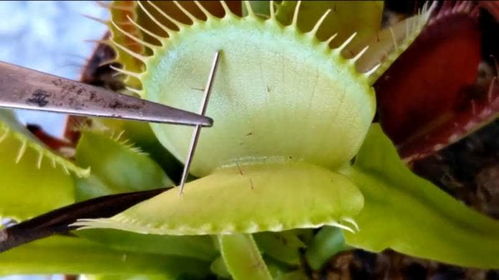 《切尔诺贝利之心捕蝇草:神秘生成地揭秘》 《切尔诺贝利之心捕蝇草:神秘生成地揭秘》