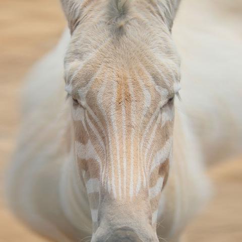 《黑神话》荣获最佳艺术指导大奖!盘点获奖瞬间 《黑神话》荣获最佳艺术指导大奖!盘点获奖瞬间