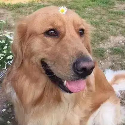 《死亡微笑》Steam预告:横版射击,少女们的致命微笑 《死亡微笑》Steam预告:横版射击,少女们的致命微笑