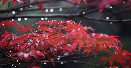 《鸣潮》龙吐珠采集攻略:今汐突破必备材料位置揭秘 《鸣潮》龙吐珠采集攻略:今汐突破必备材料位置揭秘