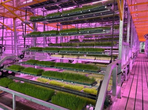 《戴夫潜水员海藻农场作物种植周期速览》 《戴夫潜水员海藻农场作物种植周期速览》