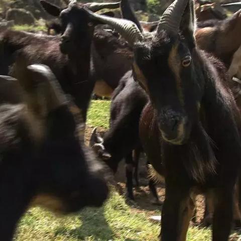 《羊了个羊》6月28日通关秘籍大公开!轻松解锁高分技巧 《羊了个羊》6月28日通关秘籍大公开!轻松解锁高分技巧