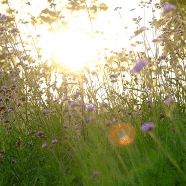 iPhone 5拍照紫色光圈疑云:苹果官方回应揭秘 iPhone 5拍照紫色光圈疑云:苹果官方回应揭秘