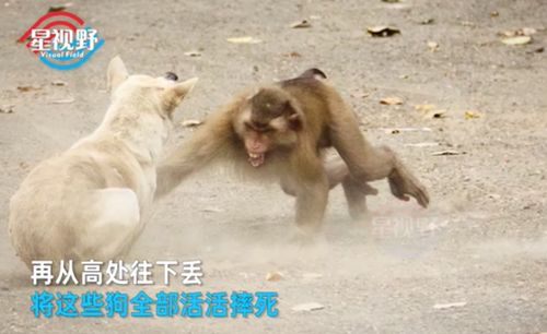 《二狗子阵亡惊变!揭秘变异背后的真相》 《二狗子阵亡惊变!揭秘变异背后的真相》