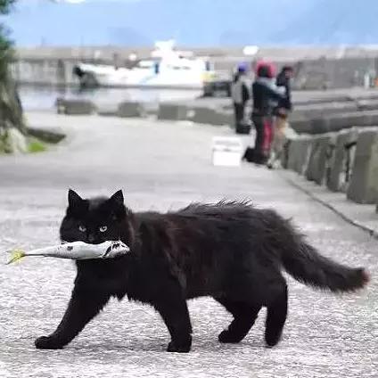 《刺客信条：起源》新添“吸猫”元素，揭秘猫奴玩家的福利！