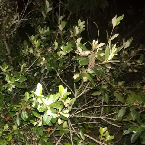 《心动小镇梅花鲈钓点揭秘:独家钓位大公开》 《心动小镇梅花鲈钓点揭秘:独家钓位大公开》