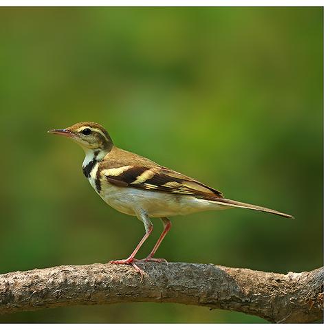 《心动小镇白鹡鸰：探寻神秘鸟儿藏身之地》