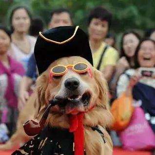 萌宠集结！狼人杀全新萌宠玩法探险启航