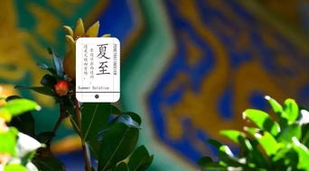 夏至蝉鸣半夏生,《第五人格》节气演绎录揭秘新篇章 夏至蝉鸣半夏生,《第五人格》节气演绎录揭秘新篇章