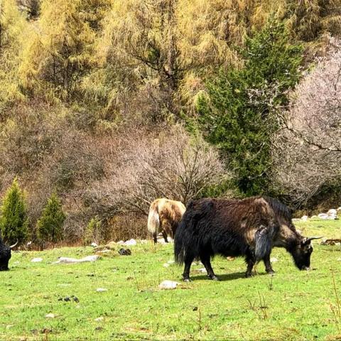 动物森林生存指南:开局攻略与进阶技巧揭秘 动物森林生存指南:开局攻略与进阶技巧揭秘