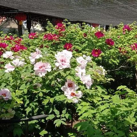 谷雨节气蛙声悠，第五人格演绎录线下精彩重现