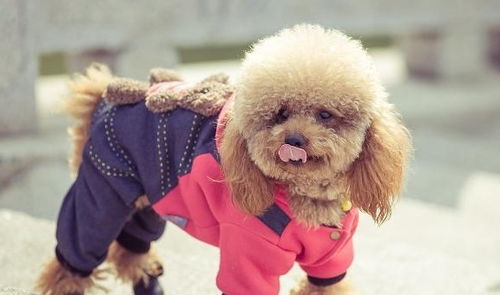 《艾玛泰迪解谜之旅:探索单一乐趣新境界》 《艾玛泰迪解谜之旅:探索单一乐趣新境界》