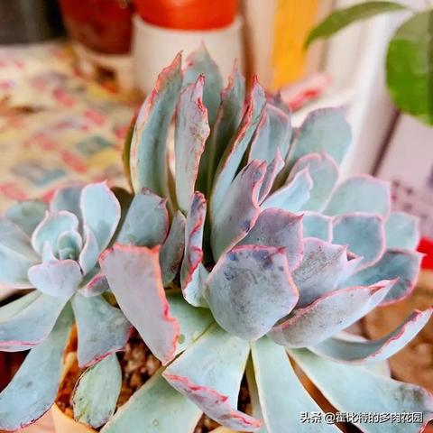 痛改前非，乐享永恒：8分《超级肉肉哥》评测新体验