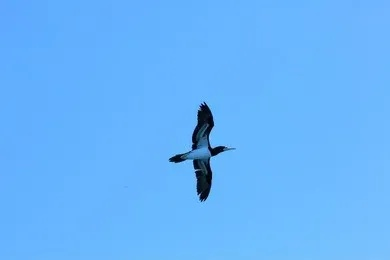 天空拥抱自然,展翅翱翔评测:探索生态新境界 天空拥抱自然,展翅翱翔评测:探索生态新境界