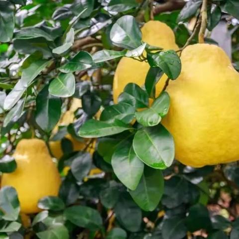 《堡垒之夜》多汁果园攻略:高效打法揭秘! 《堡垒之夜》多汁果园攻略:高效打法揭秘!