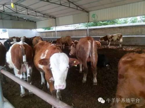 牛羊养殖攻略:华夏人生高效养殖新技巧 牛羊养殖攻略:华夏人生高效养殖新技巧