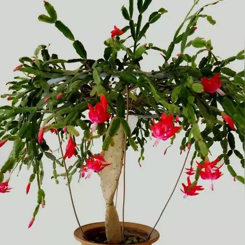 氧化物品重量解析大揭秘，全新价值解析技术解析