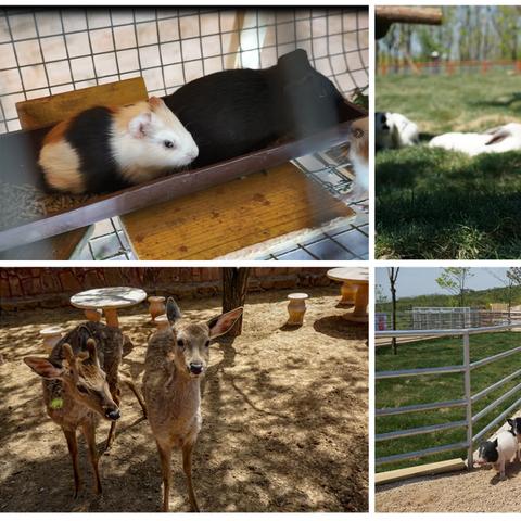 云上城萌宠养成攻略：新手必备秘籍大公开