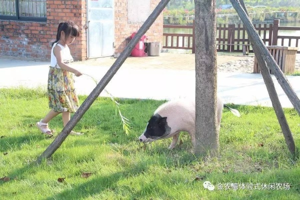 动物足迹引领新篇章,《金垦小镇》开启生态探险之旅 动物足迹引领新篇章,《金垦小镇》开启生态探险之旅