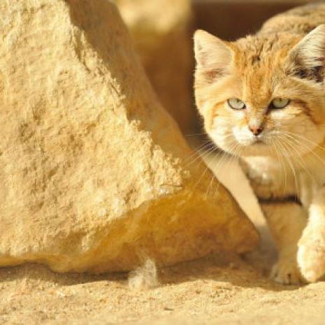 《沙漠老鼠团修正版》PS4/PC月底来袭!独家揭秘! 《沙漠老鼠团修正版》PS4/PC月底来袭!独家揭秘!