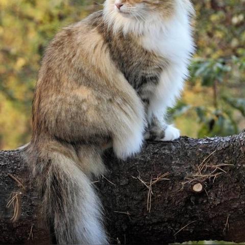《古老之圈自由灵魂猫咪位置揭秘》 《古老之圈自由灵魂猫咪位置揭秘》