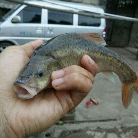 《掠食》重启版开场30分钟:揭秘未知星球生存挑战 《掠食》重启版开场30分钟:揭秘未知星球生存挑战