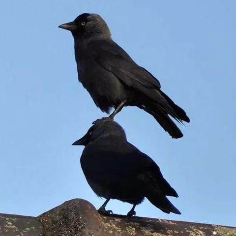 精选鸟游戏大全,畅玩趣味鸟界新体验 精选鸟游戏大全,畅玩趣味鸟界新体验