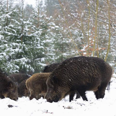 武林秘籍:深度解析养娃传承之道 武林秘籍:深度解析养娃传承之道