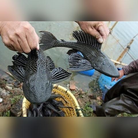 平衡车竞技狂欢,开心水族箱新赛事启航 平衡车竞技狂欢,开心水族箱新赛事启航